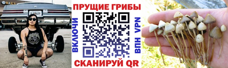 Псилоцибиновые грибы Psilocybine cubensis  Купить  Оханск 